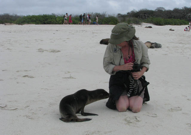 In the Galapagos Islands we visited Hood Island (Espanola). On Gardner’s Bay we hung out with the sea lions that were oblivious to us sharing the beach. This baby had lost his mother and was desperately searching and being ignored by the sea lions he approached. I would have adopted him!